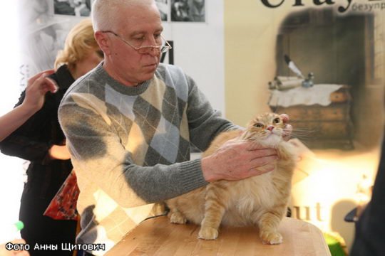Maine Coon Show