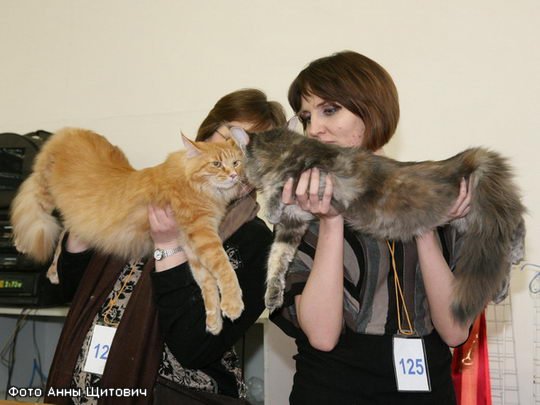 Maine Coon Show