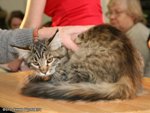 Maine Coon Show