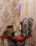 Котята породы мейн-кун Birna, Aahzmandius, Assole, Audrey