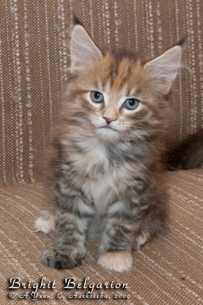 Котёнок породы мейн-кун Brighit Belgarion (2 месяца)