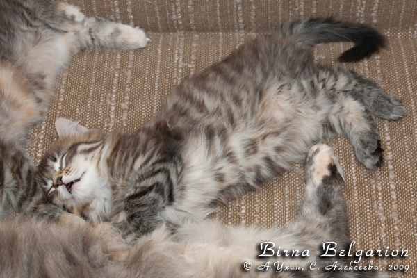 Котёнок породы мейн-кун Birna Belgarion (2 месяца)