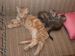 Котята породы мейн-кун Aahzmandius, Brighit, Birna