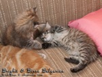 Котята породы мейн-кун Brighit Belgarion, Birna Belgarion