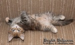Котёнок породы мейн-кун Brighit Belgarion (2 месяца)