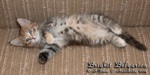 Котёнок породы мейн-кун Brighit Belgarion