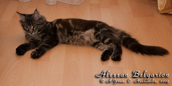 Котёнок породы мейн-кун Alessan Belgarion (5 месяцев)