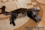 Котёнок породы мейн-кун Alessan Belgarion (5 месяцев)