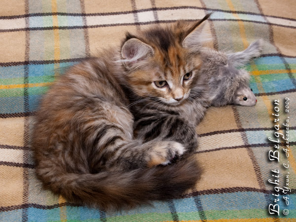Котёнок породы мейн-кун Brighit Belgarion (2 месяца и 1 неделя)