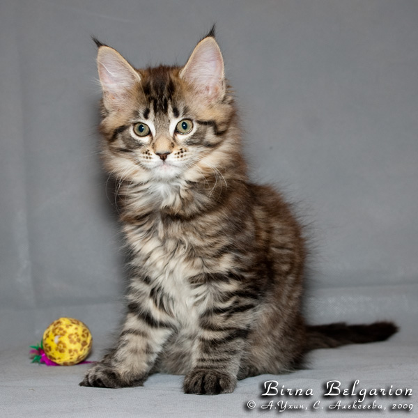Котёнок породы мейн-кун Birna Belgarion (2 месяца и 1 неделя)