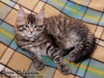 Котёнок породы мейн-кун Birna Belgarion