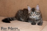 Котёнок породы мейн-кун Birna Belgarion (2 месяца и 1 неделя)