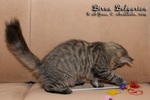 Котёнок породы мейн-кун Birna Belgarion (4 месяца)