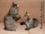 Котята породы мейн-кун Brighit Belgarion, Birna Belgarion