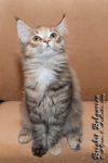 Котёнок породы мейн-кун Brighit Belgarion (5 месяцев)