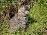 Кошка породы мейн-кун Birna Belgarion (6,5 месяцев)