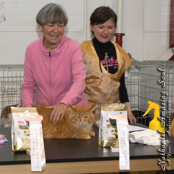 Maine Coon Show  Nathaniel Amazing Soul