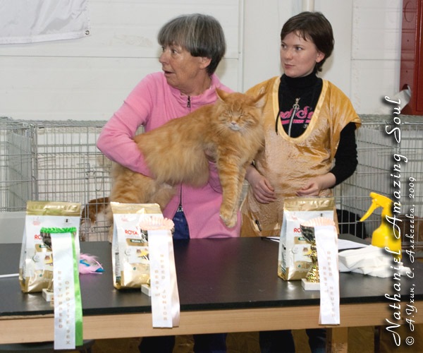 Maine Coon Show — Nathaniel Amazing Soul