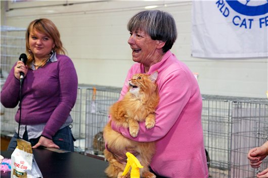 Maine Coon Show  Nathaniel Amazing Soul