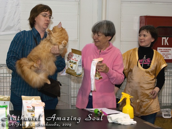 Maine Coon Show — Nathaniel Amazing Soul