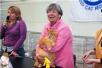 Maine Coon Show  Nathaniel Amazing Soul