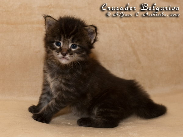 Котёнок породы мейн-кун Crusader Belgarion (3 недели)