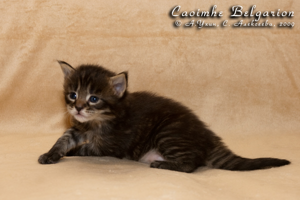 Котёнок породы мейн-кун Caoimhe Belgarion (3 недели)