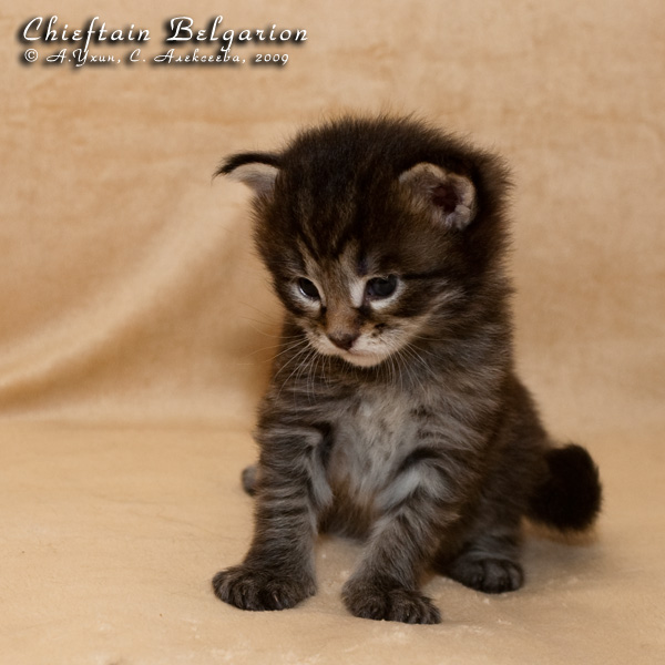 Котёнок породы мейн-кун Chieftain Belgarion (3 недели)