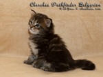 Котёнок породы мейн-кун Cherokee Pathfinder Belgarion (3 недели)