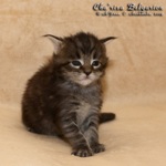 Котёнок породы мейн-кун Cha'risa Belgarion (3 недели)