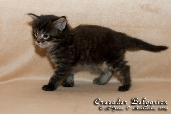 Котёнок породы мейн-кун Crusader Belgarion (25 дней)