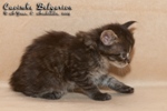 Котёнок породы мейн-кун Caoimhe Belgarion (25 дней)