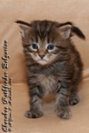 Котёнок породы мейн-кун Cherokee Pathfinder Belgarion (25 дней)