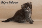 Котёнок породы мейн-кун Cha'risa Belgarion (25 дней)
