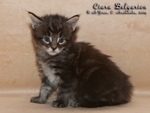 Котёнок породы мейн-кун Ciara Belgarion (25 дней)