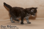 Котёнок породы мейн-кун Ciara Belgarion (25 дней)