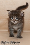 Котёнок породы мейн-кун Chieftain Belgarion (25 дней)
