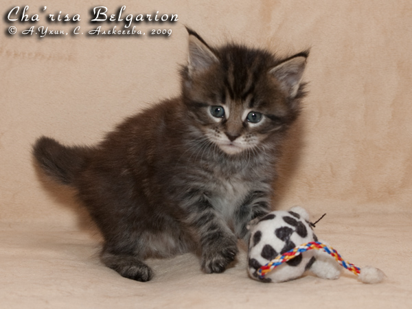 Котёнок породы мейн-кун Cha'risa Belgarion (1 месяц)