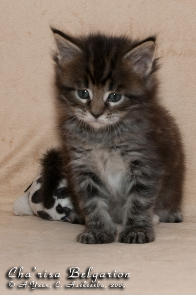 Котёнок породы мейн-кун Cha'risa Belgarion (1 месяц)