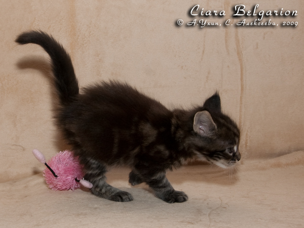 Котёнок породы мейн-кун Ciara Belgarion (1 месяц)