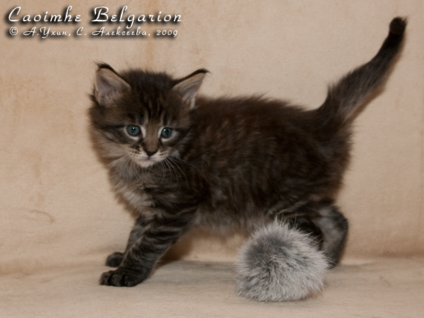 Котёнок породы мейн-кун Caoimhe Belgarion (1 месяц)