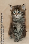 Котёнок породы мейн-кун Cherokee Pathfinder Belgarion
