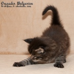 Котёнок породы мейн-кун Crusader Belgarion