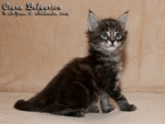 Котёнок породы мейн-кун Ciara Belgarion