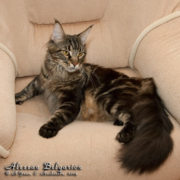 Котёнок породы мейн-кун Alessan Belgarion (1 год)