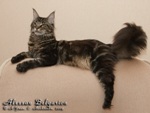 Кот породы мейн-кун Alessan Belgarion (1 год)