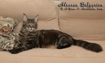 Кот породы мейн-кун Alessan Belgarion (1 год)