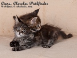 Котята породы мейн-кун Ciara Belgarion, Cherokee Pathfinder Belgarion