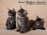 Котята породы мейн-кун Ciara, Chieftain, Crusader
