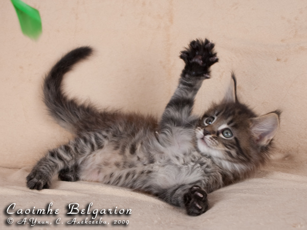 Котёнок породы мейн-кун Caoimhe Belgarion (1,5 месяца)